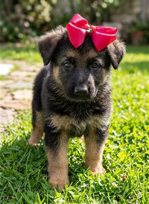 German Shepherd Puppies 