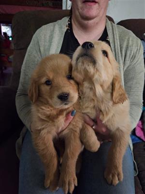 Golden retriever puppies 