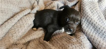Chinese crested puppies