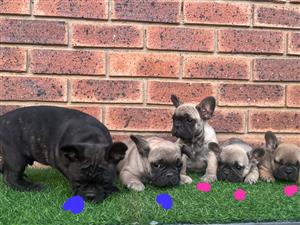 Beautiful French bulldog puppies available