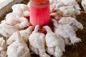 Broiler chickens for sale 