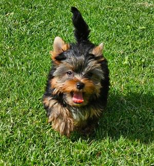 Yorkies