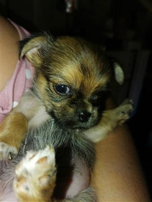 Yorkie x pikanese puppys for sale