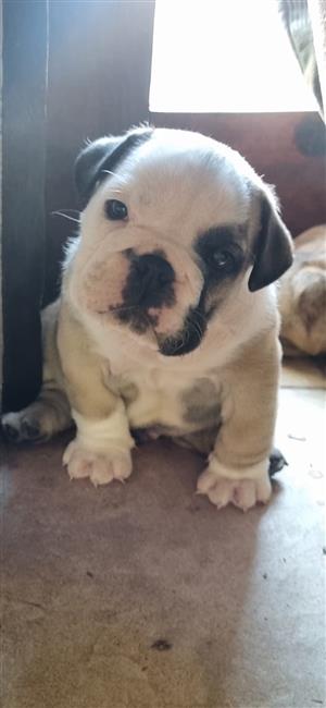 Gorgeous English bulldog puppies available