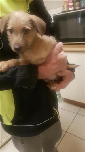 Jack Russell X wire terrier 