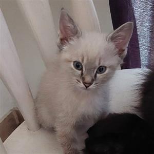 Siamese Ragdoll kittens