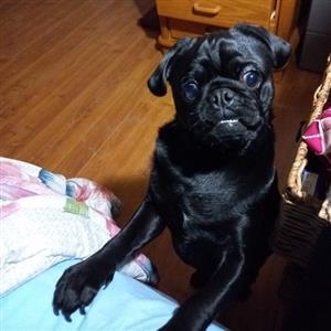 Pure Bred Black Pug looking for good home