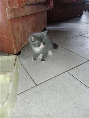 Kittens up for sale 