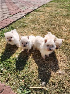Purebred Pomeranian Puppies 