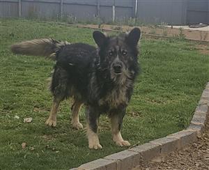 Six week old German Sheperd puppies for sale