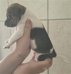 Jack russell pupps for sale 