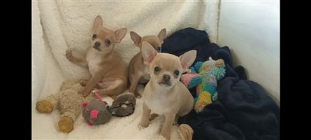 Chihuahua hondjies 