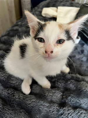 Kittens for sale