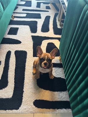 3 months old French bulldog Vaccine and deworming up 2date