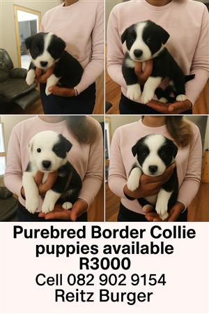Purebred Border Collie Puppies – Vet Checked & Healthy ✅ 