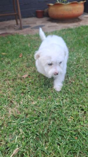 Maltese puppies