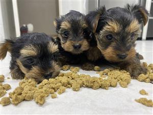 Yorkie Puppy for sale 