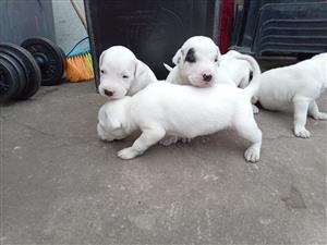 Jack Russel puppies.