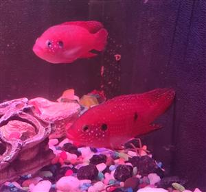 Baby Red Jewel Fish