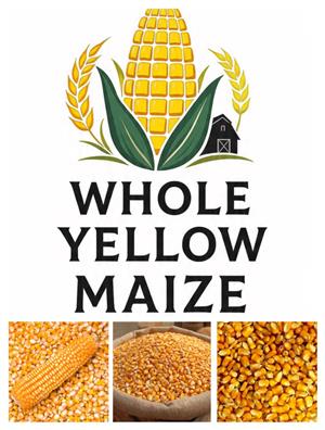 Whole Yellow Maize