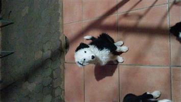 Bodde Collies for sale