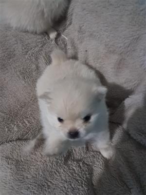  Beautiful Toypom puppies