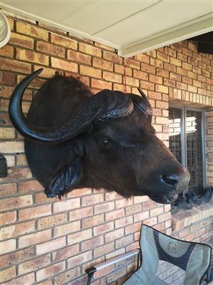 Buffalo trophy