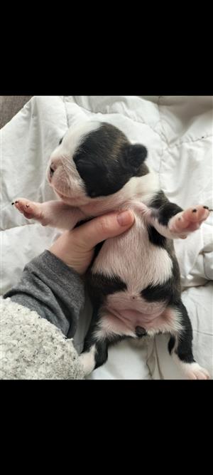 Frenchton female puppy