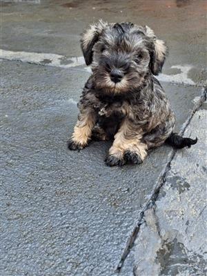 Miniature Schnauzer Puppies for Sale – Pretoria East
