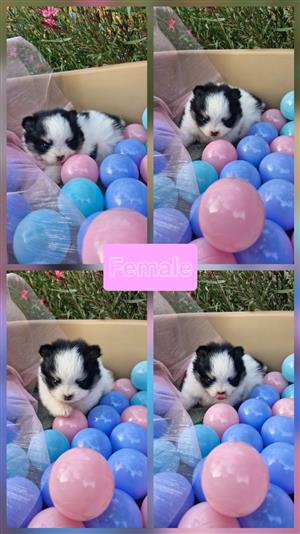 Purebred Parti Pomeranian   