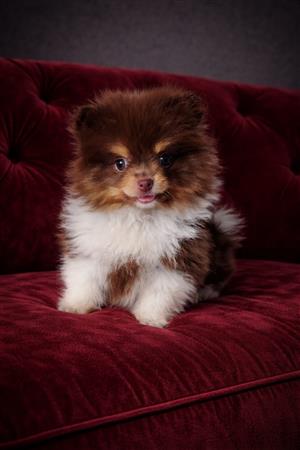 Gorgeous pomeranian girl available 
