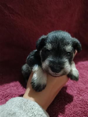 Miniature Schnauzer 