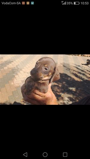 Dachshund miniature puppies for sale 
