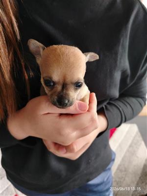 Chihuahua puppies for sale