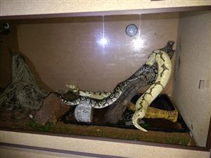 Ball python 