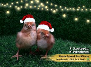  Rhode Island Red Layer Chicks