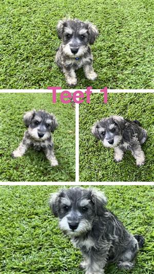 Miniature schnauzers puppies