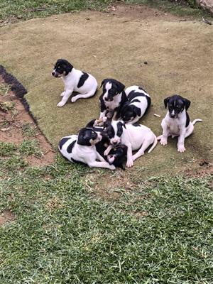 Fox Terrier puppies 
