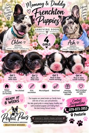 Frenchton puppies 