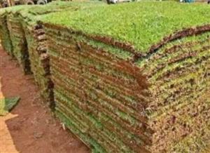 LM and kikuyu grass available