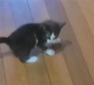 Kittens