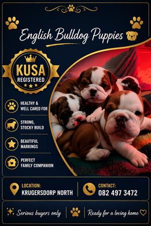 English bulldog puppies 