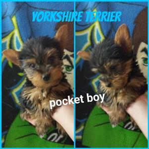 Yorkshire terrier girl boy pocket size