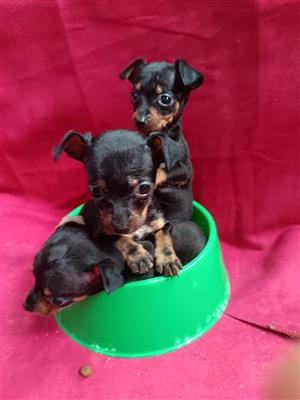 Miniature pincher puppies