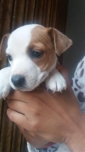 Jack Russell Puppies For Sale Junk Mail