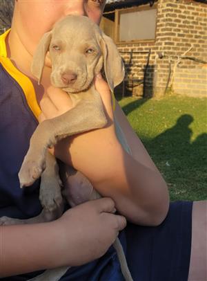 Male Weimaraner puppies 