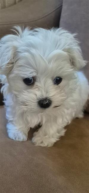 Miniature  maltese puppies