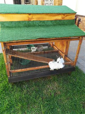 Rabbits with cage