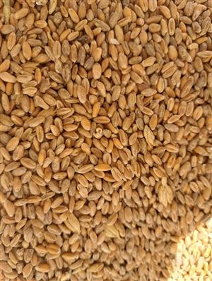 Wheat/Barley animal feed