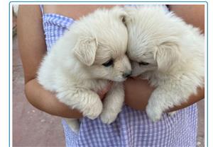 Lovely Maltese puppies for sale 